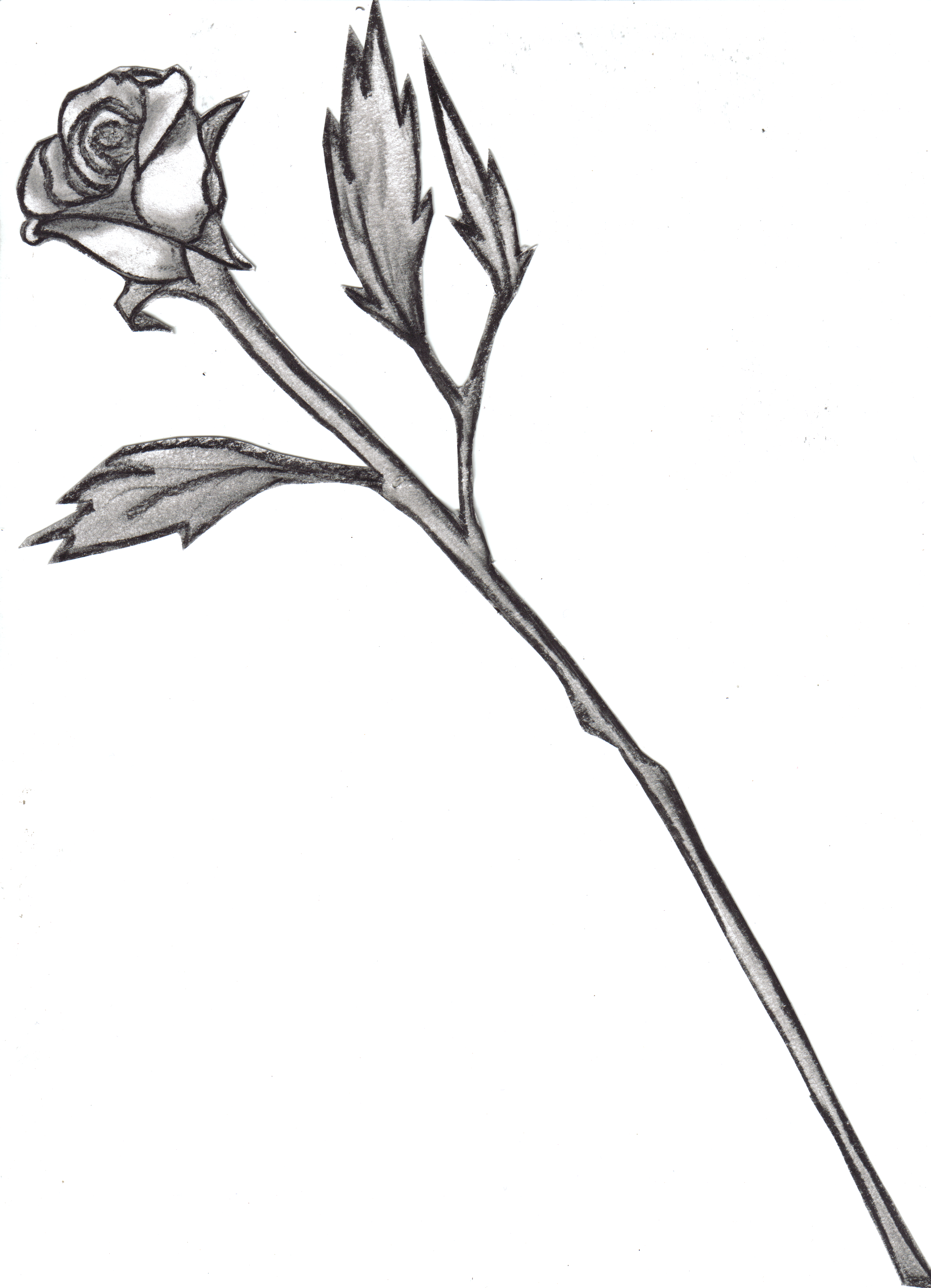 clipart long stem roses - photo #40