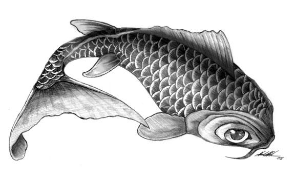koi fish drawing. Final Koi Fish Drawing by