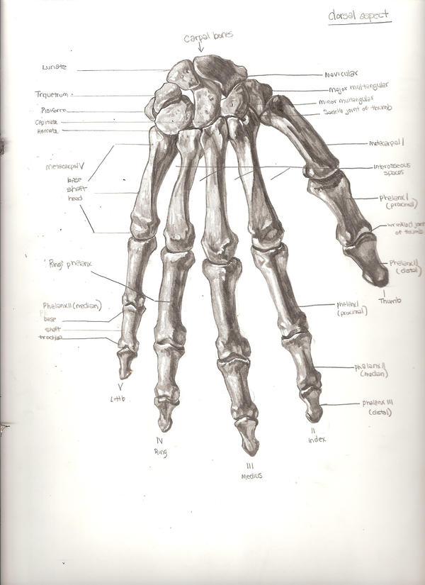 Skeletal hand by Caynus on deviantART