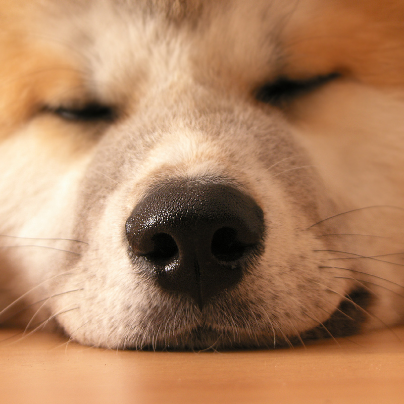 Dog__s_nose_by_Aville.jpg