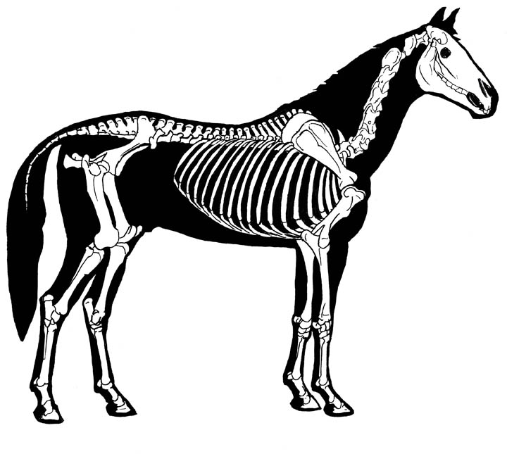 clipart horse skeleton - photo #15