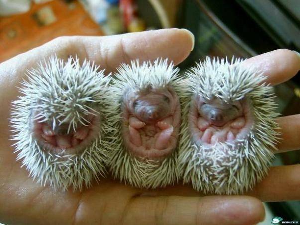 Baby_porcupines_Bigger_picture_by_amys_bigest_fan.jpg
