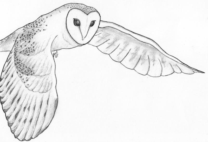 clipart barn owl - photo #19