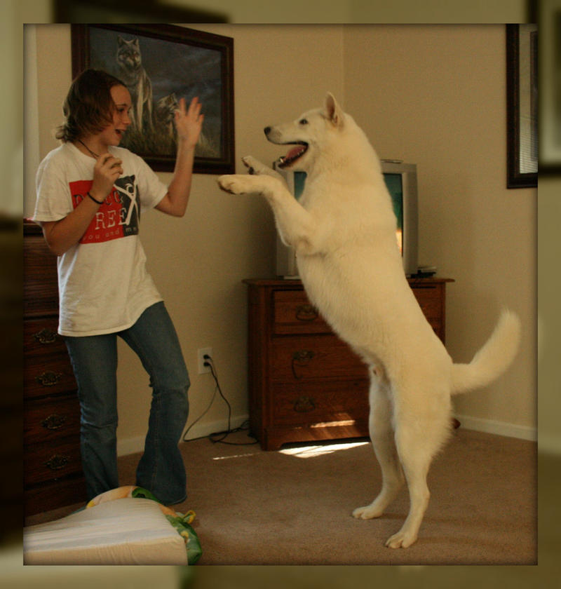 http://fc07.deviantart.net/fs22/i/2009/250/b/e/Dancing_with_Wolf_Dog_by_greensh.jpg