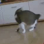 [Image: Cat_chasing_her_tail_by_Feyrah.gif]