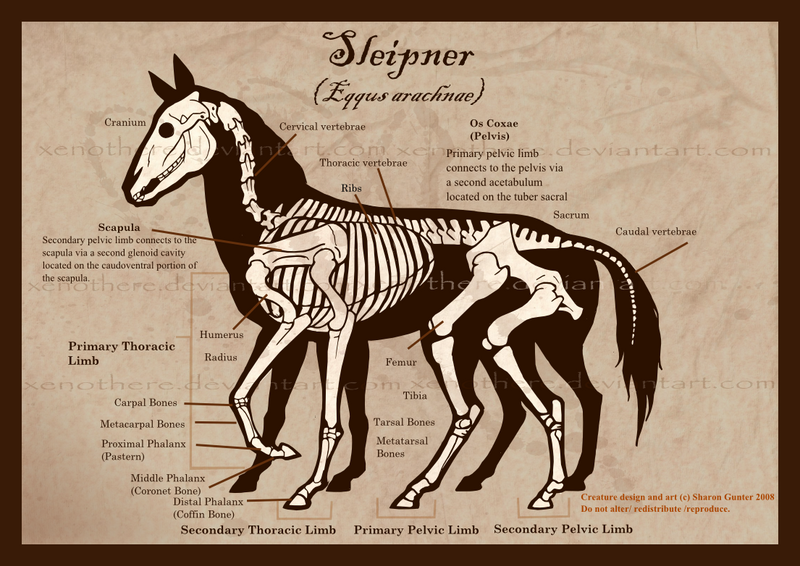 Sleipnir Skeleton by Xenothere
