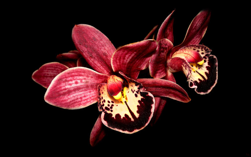 orchid wallpaper. orchid wallpaper by