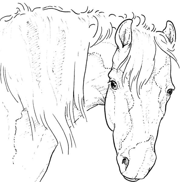 Free Horse Head Lineart by bonbon3272 on deviantART