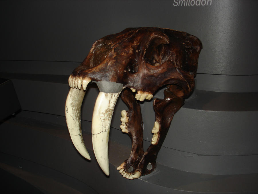 Saber tooth tiger skull1 by Flygstock on deviantART