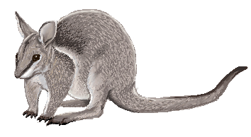 Bridled_Nailtail_Wallaby_by_twapa.png