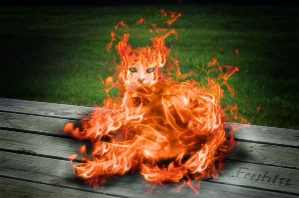 Burning_Cat_by_Deaconfrost1832.jpg