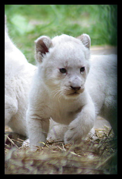white lion cubs wallpaper. White lion cub by *alannahILY
