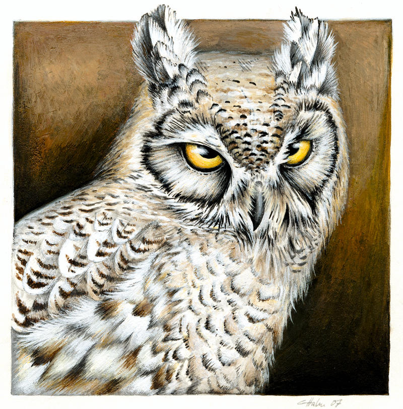 Great horned owl sketch by Heliocyan on DeviantArt