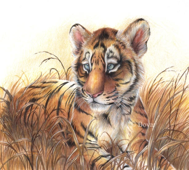 wallpaper tiger cub. Tiger Cub Drawing Cat Art