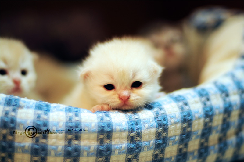 MY_Baby_Kitty_by_SilentPain0.jpg