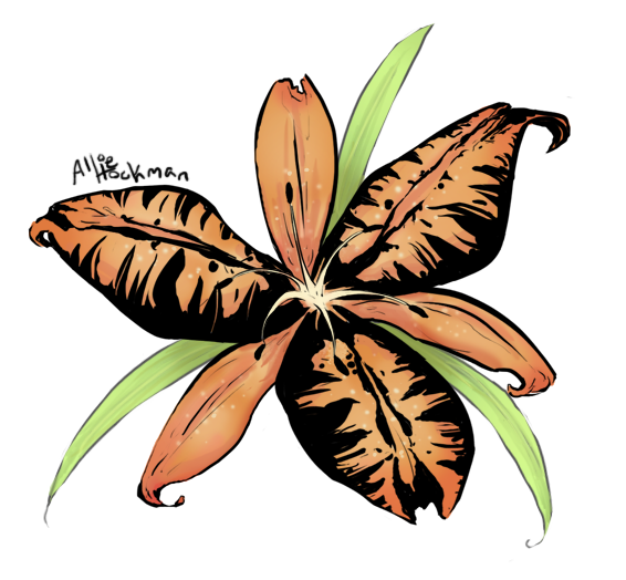 Tigerlily For Jasmine | Flower Tattoo