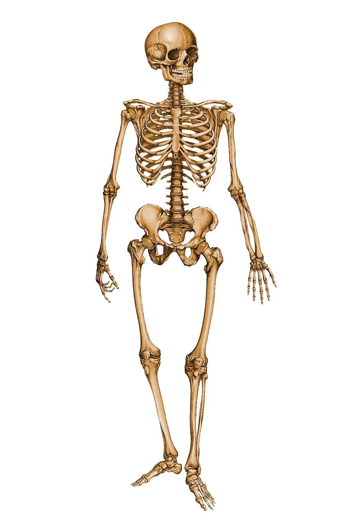 Skeleton Of Humans | Health Body