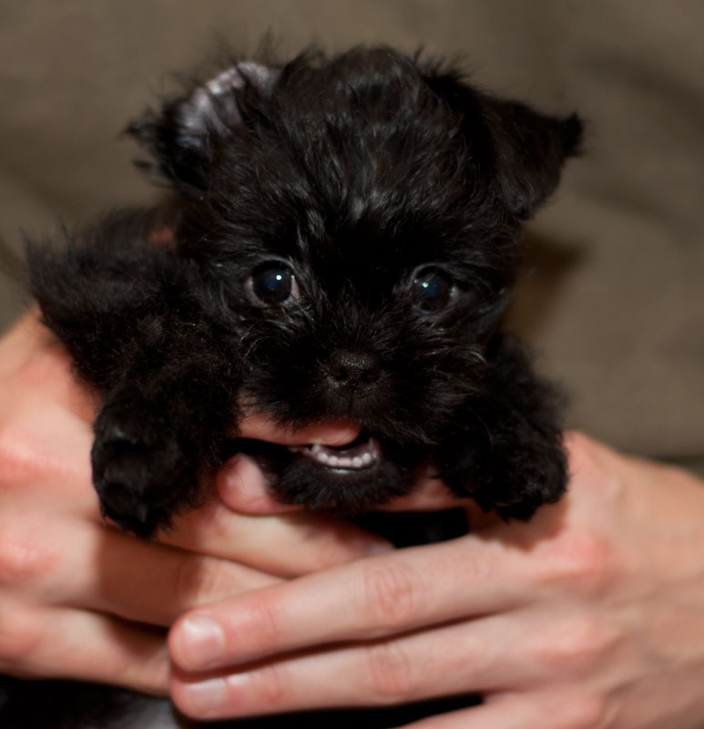 Affenpinscher Puppy | Cheer Up, Charlie! | Pinterest
