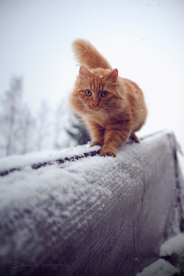i am doing winter meow sports  by bunnis d4le5zd