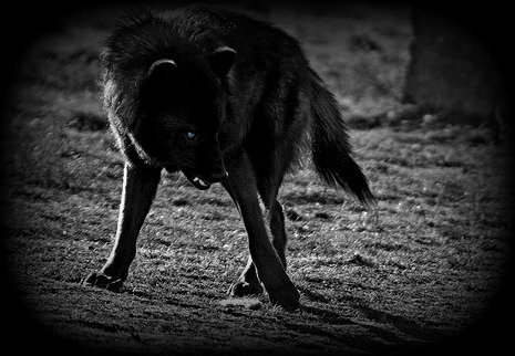 wolf_snarl_by_lostinthevoices-d4so1eg.jp