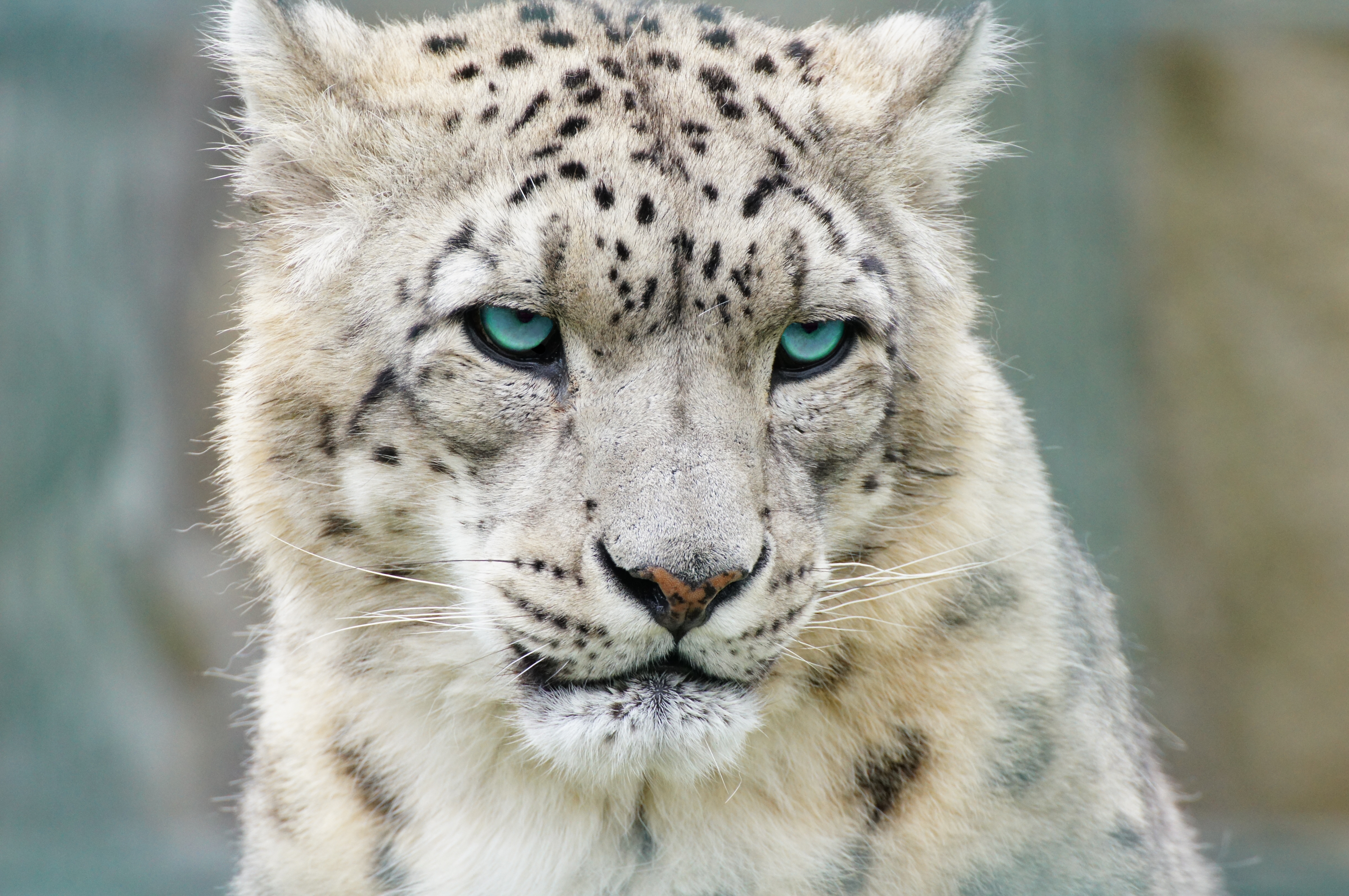 Snow Leopards with image tweet 183 Brusnikin 183 Storify