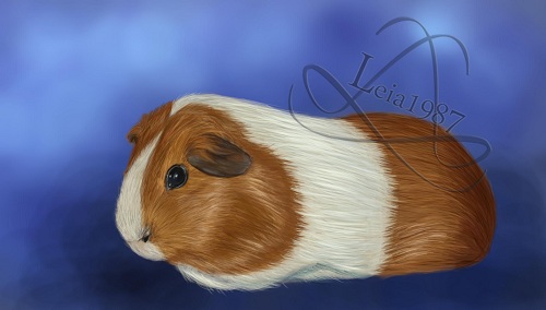 [Image: guinea_pig___red_dutch_commission_by_lei...5rn7py.jpg]