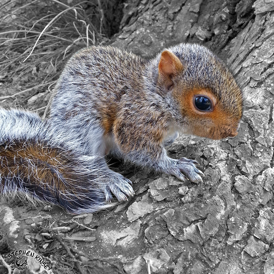 Baby Squirrel by FauxHead on DeviantArt