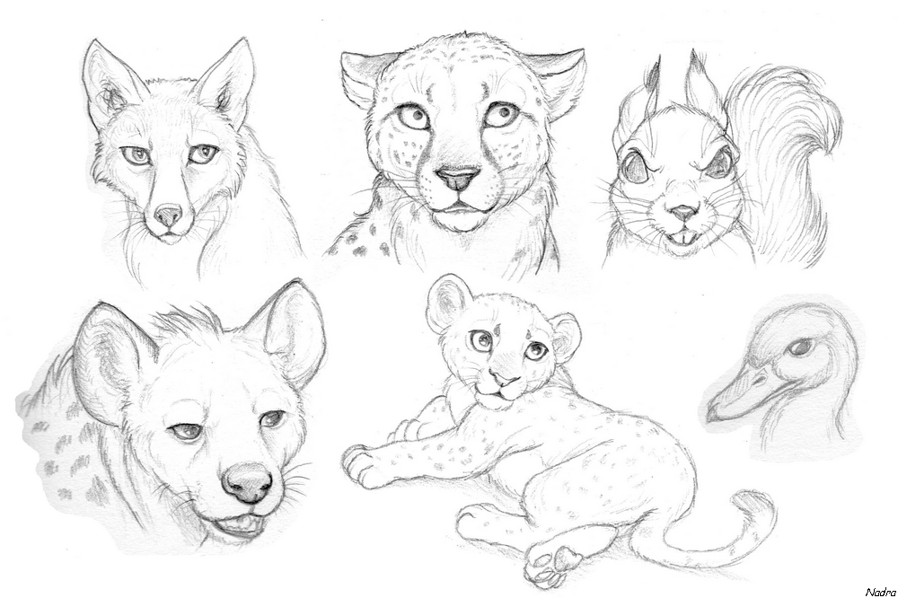 Wild animal drawings
