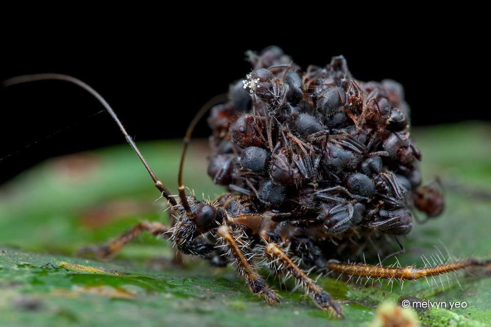 ant_snatching_assassin_bug__acanthaspis_sp___by_melvynyeo-d6xv8c5.jpg