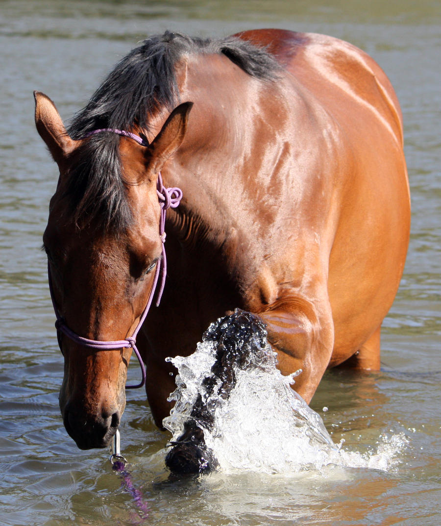 Horseys River 167 by aussiegal7