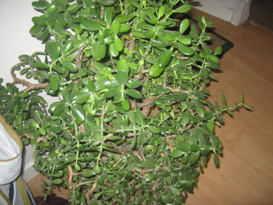 Images Of Money Plant. Big Money Plant by