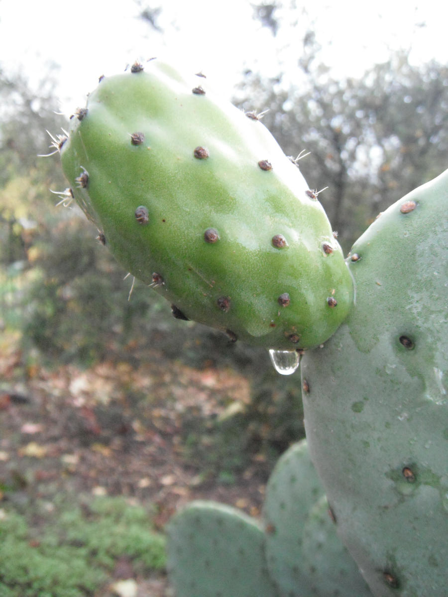 Raindrop Cactus wallpaper > Raindrop Cactus Papel de parede > Raindrop Cactus Fondos 
