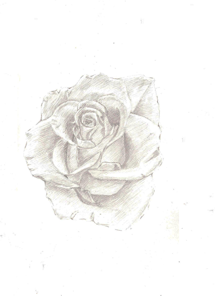 rose drawing by Pangolinn on