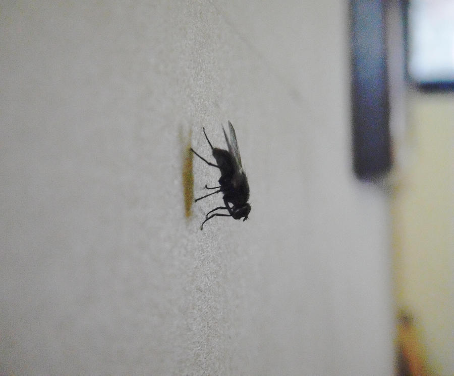 [Image: fly_on_the_wall_by_raven5677-d3hqgjc.jpg]