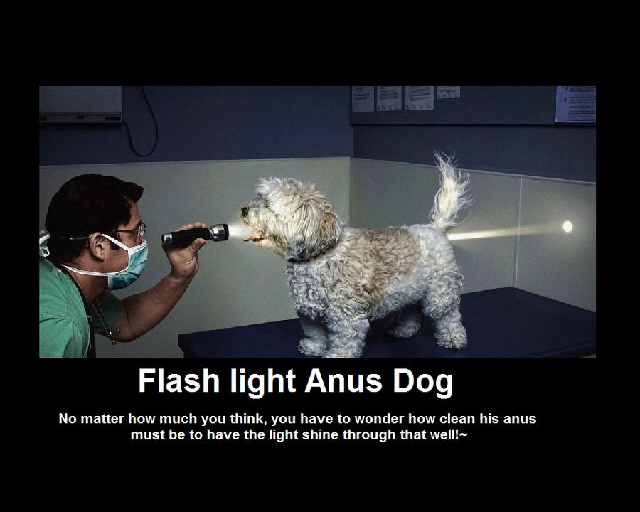 Motivational Dog Dog light anus motivational