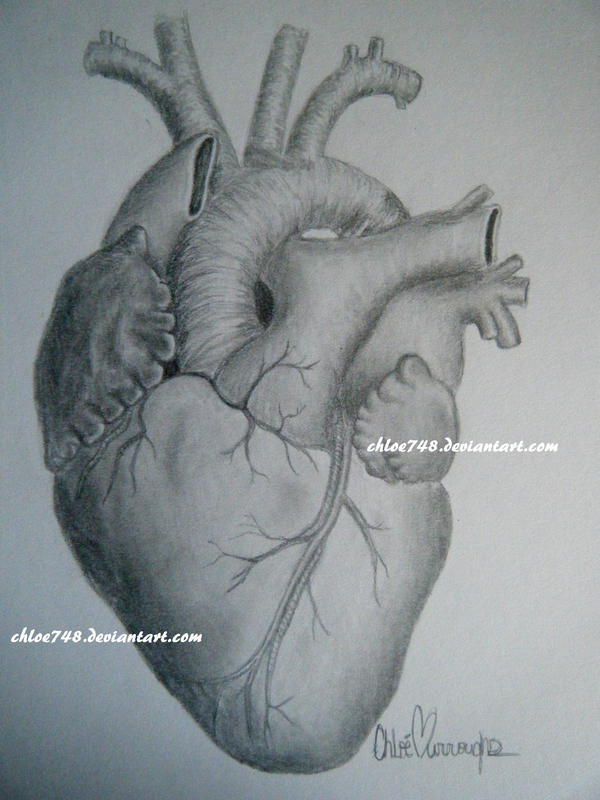 Human heart drawing – etsy