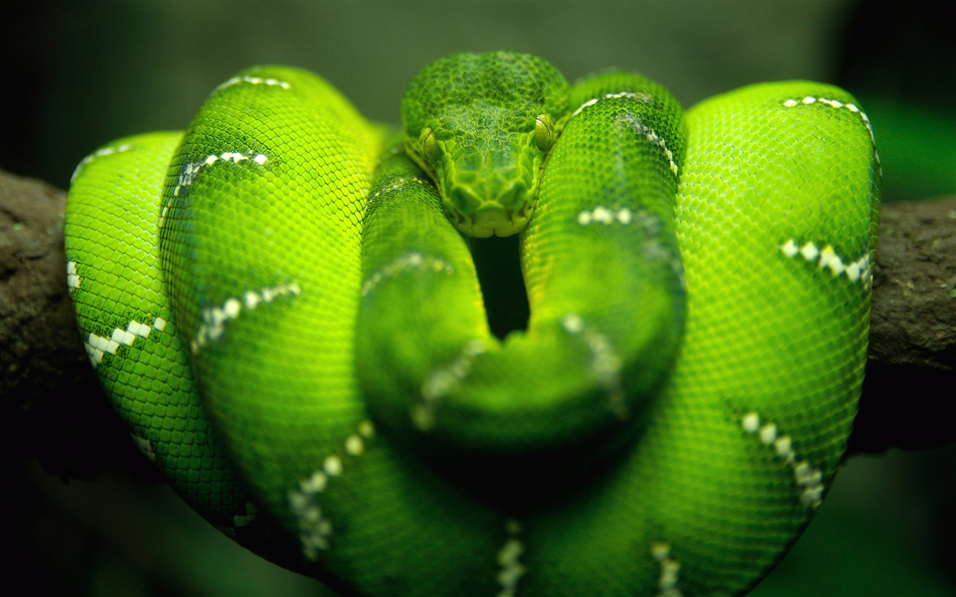 National Geographics: green snake pictures