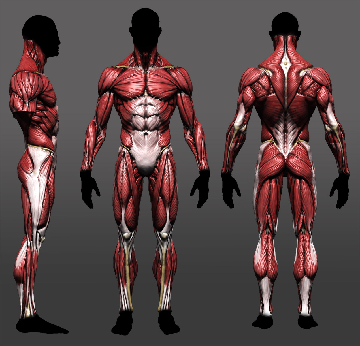 Male anatomy model APP - Page 2
