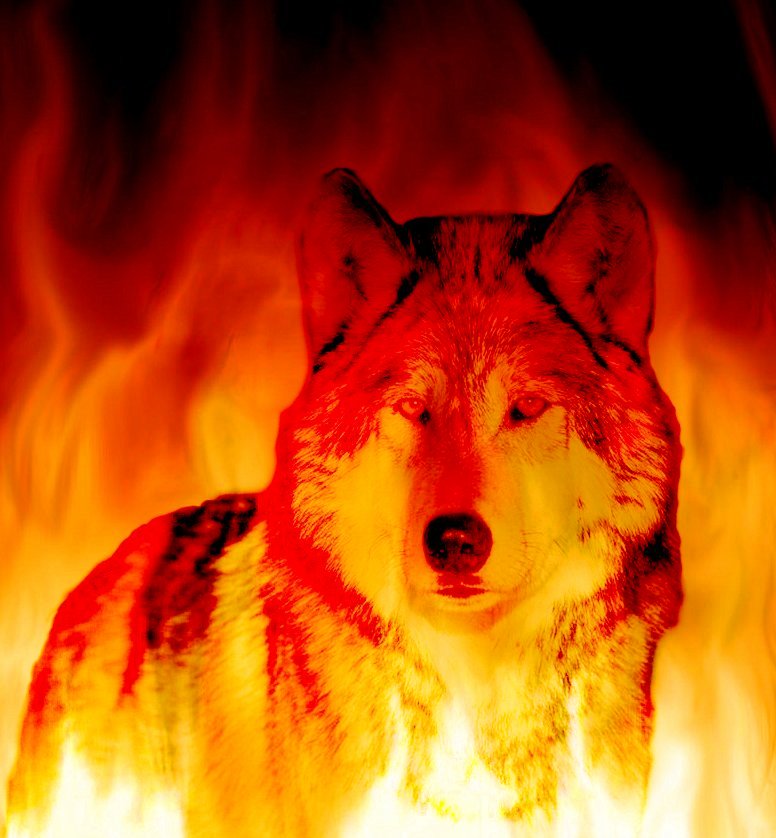 Wolf In The Flames By Lordreaverwolf On Deviantart