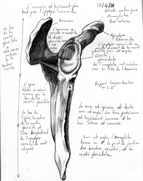 anatomic_study___scapula__ext__by_mourkhayn-d347mnd.jpg