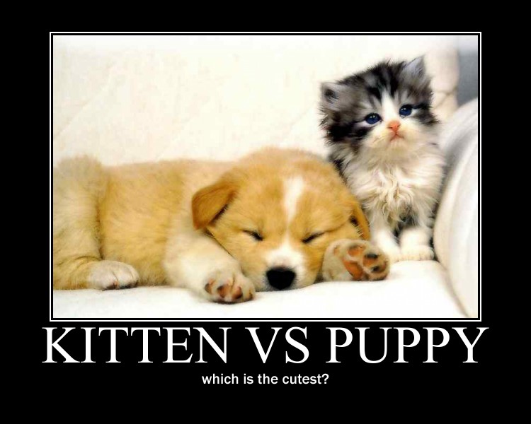 kitten_vs_puppy_by_anju7-d3fr0uv.jpg