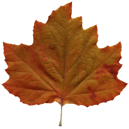 brown leaf clip art - photo #22