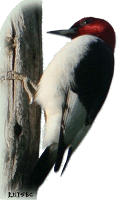 woodpecker_by_luisbc-d628mc5.gif