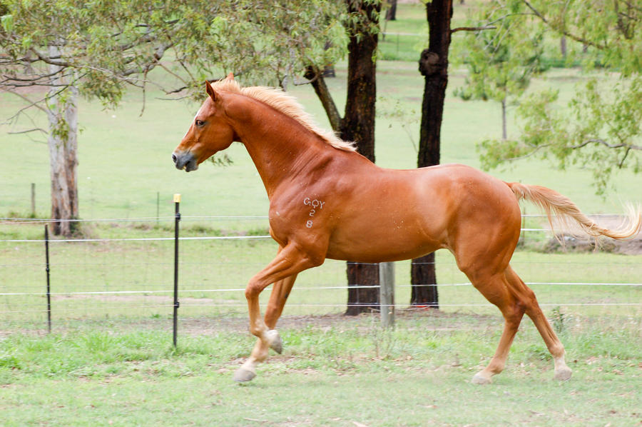 Uphill canter showing teeth by Chunga Stock