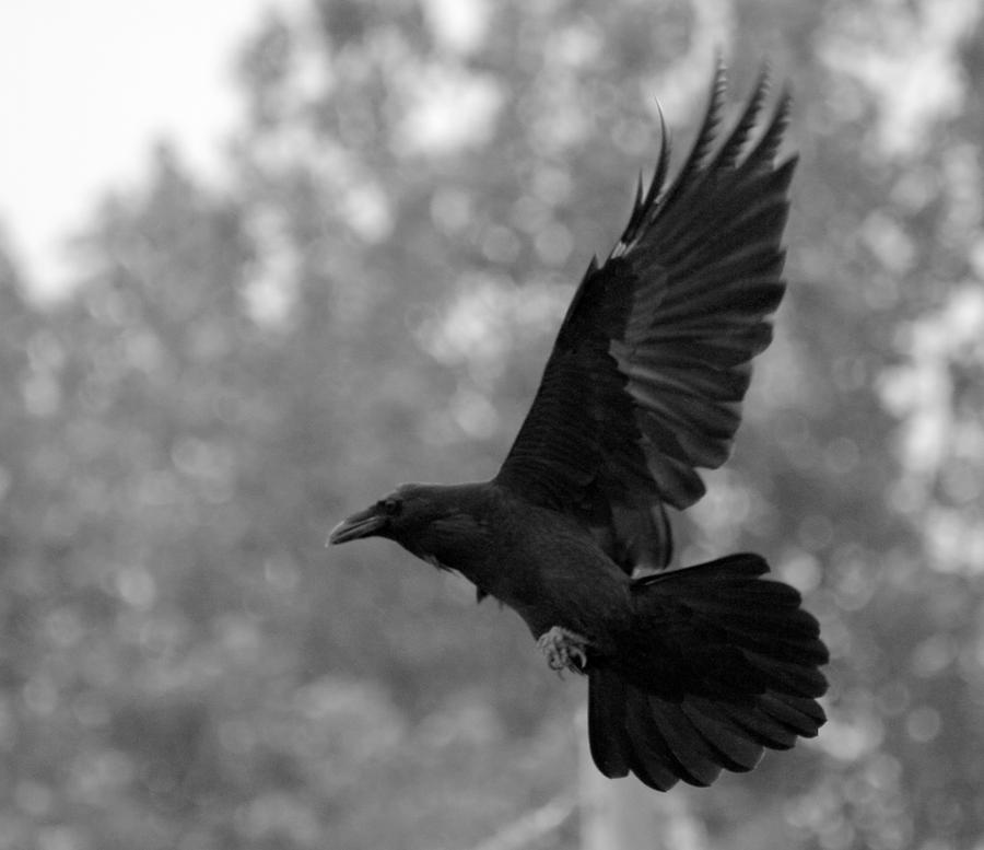flying_crow_by_sombrestyles-d3208d1.jpg