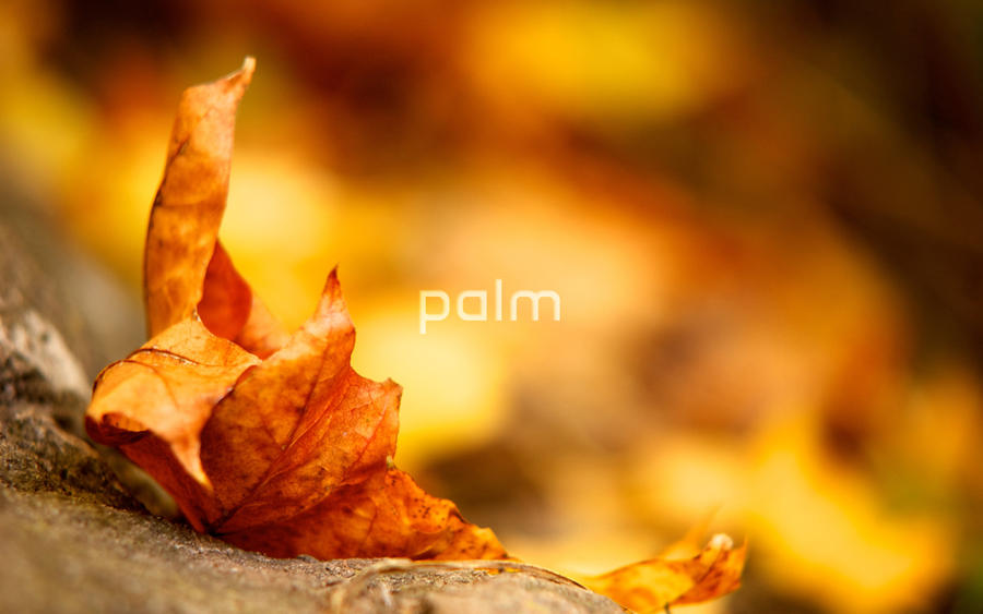 palm wallpaper. Palm Wallpaper - Text Bokeh by