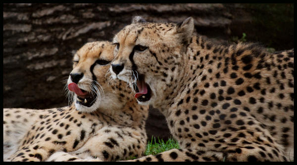 cheetah__spotted_duo_by_morho-d33zspr.jpg