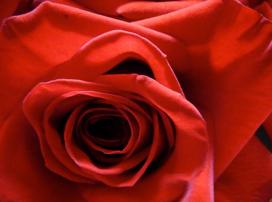 Red Rose wallpaper > Rose Papel de parede > Rose Fondos 
