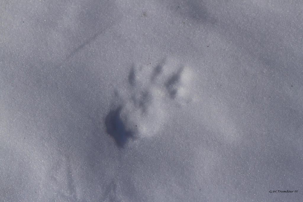Fisher Cat Tracks by natureguy on deviantART