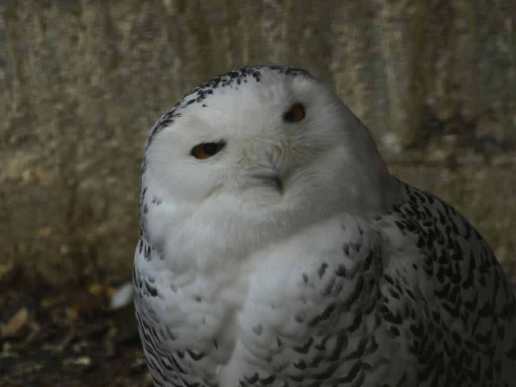Bird Snowy Owl wallpaper